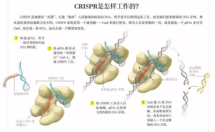 诺贝尔化学奖为什么颁给了基因编辑？